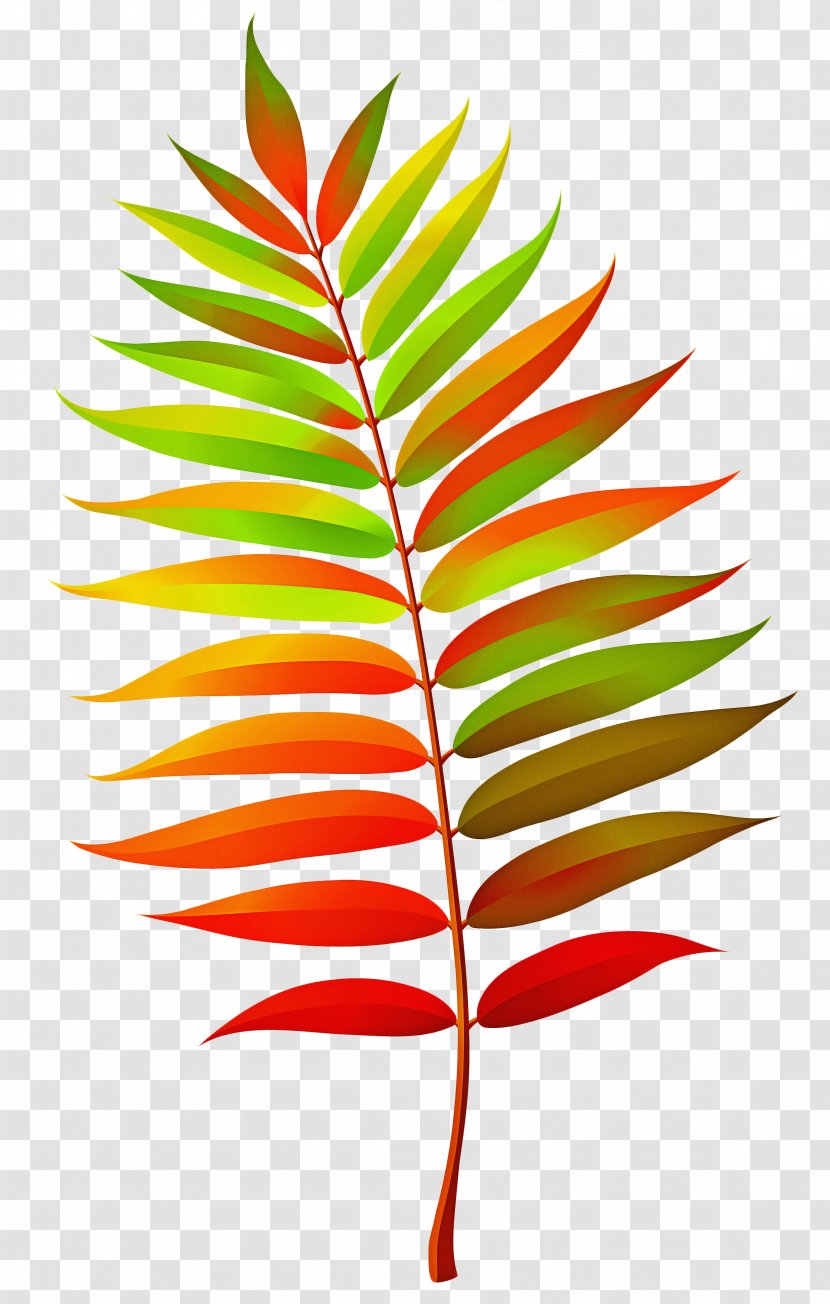 Tree Branch Silhouette - Bamboo - Vascular Plant Heliconia Transparent PNG