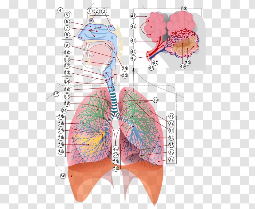 Respiratory System Tract Breathing Respiration Lung - Frame - Trachea Transparent PNG