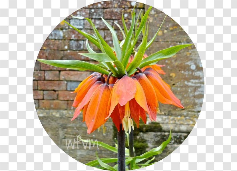 Crown Imperial (Coronation March) Walton: Imperial: A Coronation March - MarchImperial Flower Transparent PNG