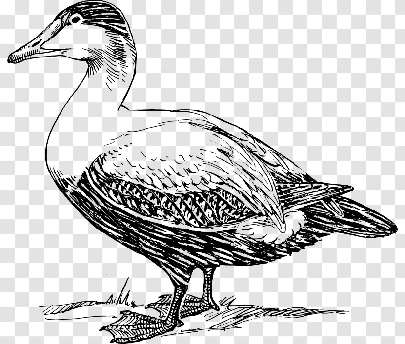 American Pekin Duck Mallard Bird Clip Art - Free Clipart Transparent PNG