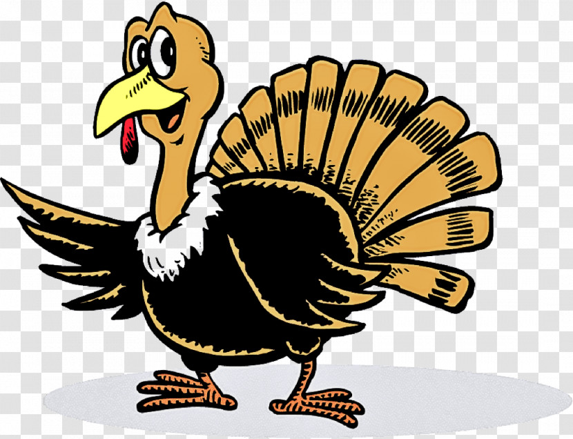 Bird Turkey Beak Cartoon Flightless Bird Transparent PNG