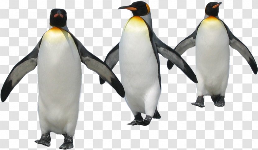 Penguin Image Paint Adobe Photoshop - Flightless Bird Transparent PNG