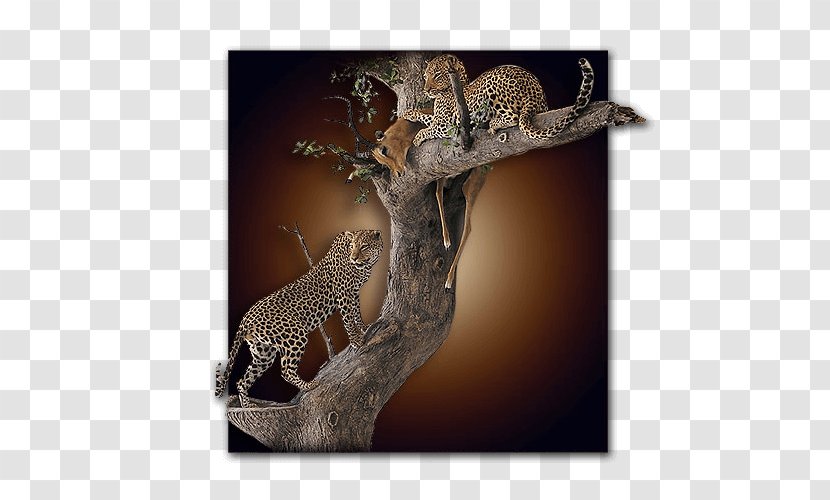 Leopard Jaguar Cheetah Terrestrial Animal Wildlife - Big Cats - Exotic Animals Transparent PNG
