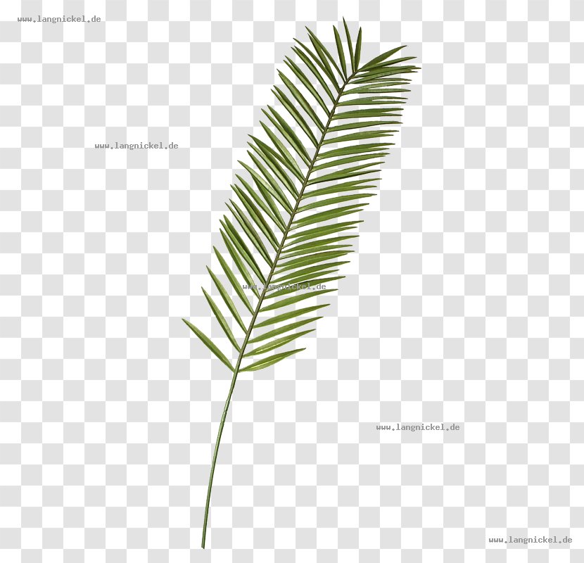 Leaf Palm Branch Plant Stem Twig Dekomarkt.de - Walter Langnickel GmbHLeaf Transparent PNG
