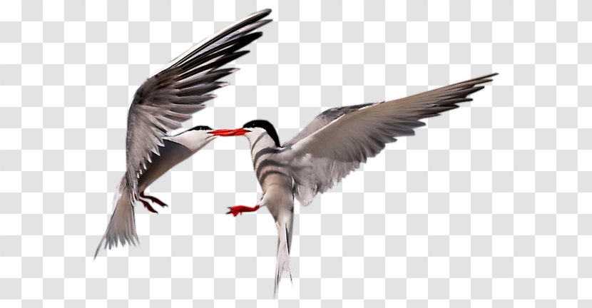 Seabird Cygnini Wader Goose - Duck - Bird Transparent PNG
