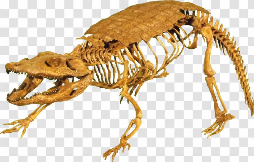Hell Creek Formation Stangerochampsa Late Cretaceous Reptile Tyrannosaurus - Skeleton Transparent PNG