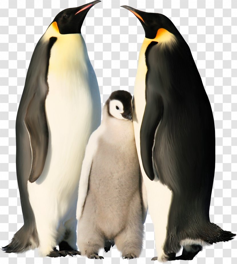 Emperor Penguin Antarctica Chinstrap Gentoo - Sphenisciformes Transparent PNG