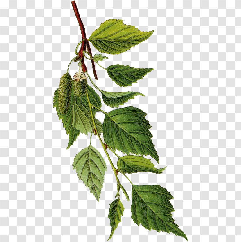 Silver Birch Sap Botany Tree Botanical Illustration - Bud - Betula Pendula Transparent PNG