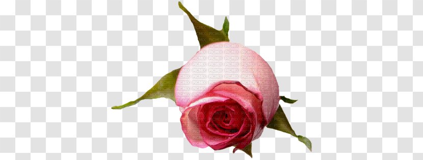 Garden Roses Centifolia Flower Clip Art - Flowering Plant Transparent PNG