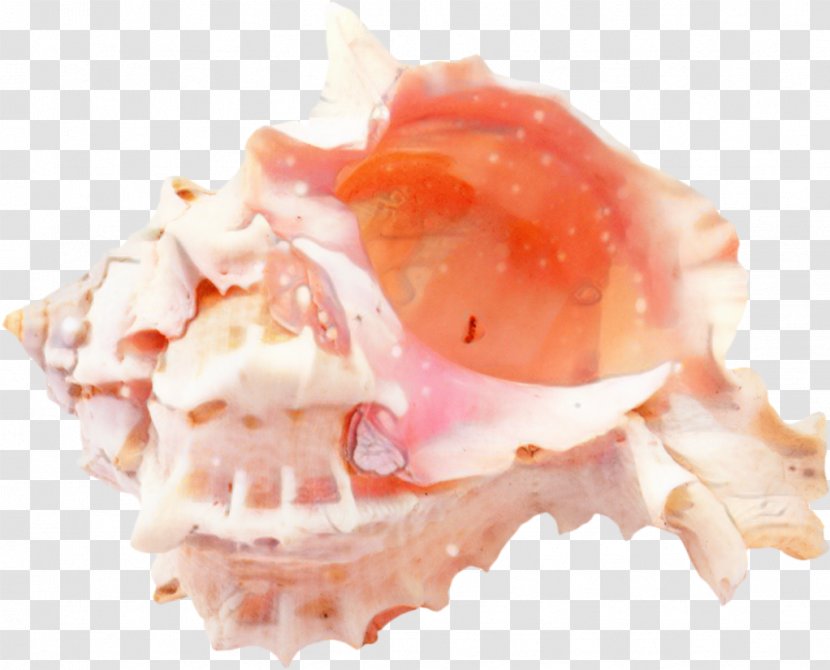 Snail Cartoon - Seashell - Peach Dish Transparent PNG