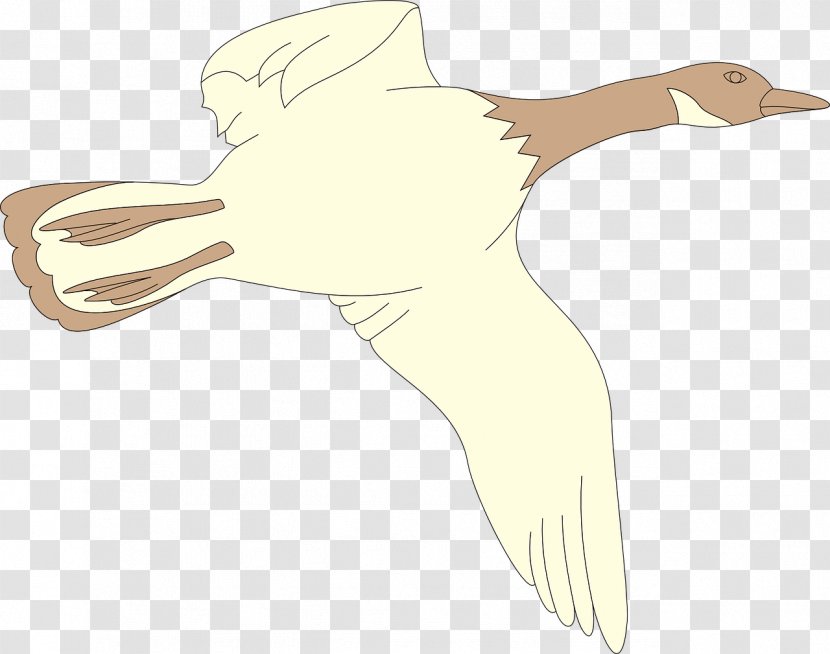 Duck Goose Flight Cygnini Illustration - Fauna - Incitement Wings Swan Transparent PNG
