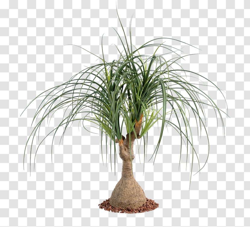 Arecaceae Ponytail Palm Houseplant Tree - Evergreen - Plant Transparent PNG