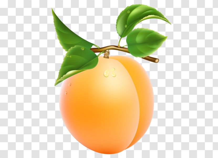 Apricot Fruit Clip Art - Image File Formats - Fruits Badge Transparent PNG
