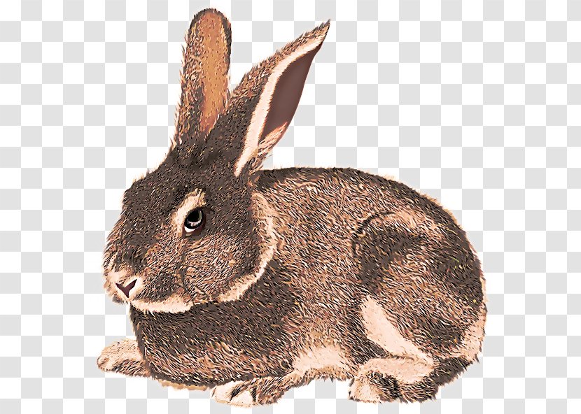 Rabbit Domestic Mountain Cottontail Rabbits And Hares Hare - Snout Lower Keys Marsh Transparent PNG