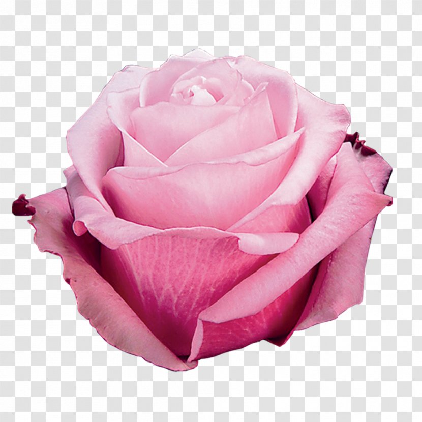 Garden Roses Cabbage Rose Floribunda Cut Flowers - Flower Transparent PNG