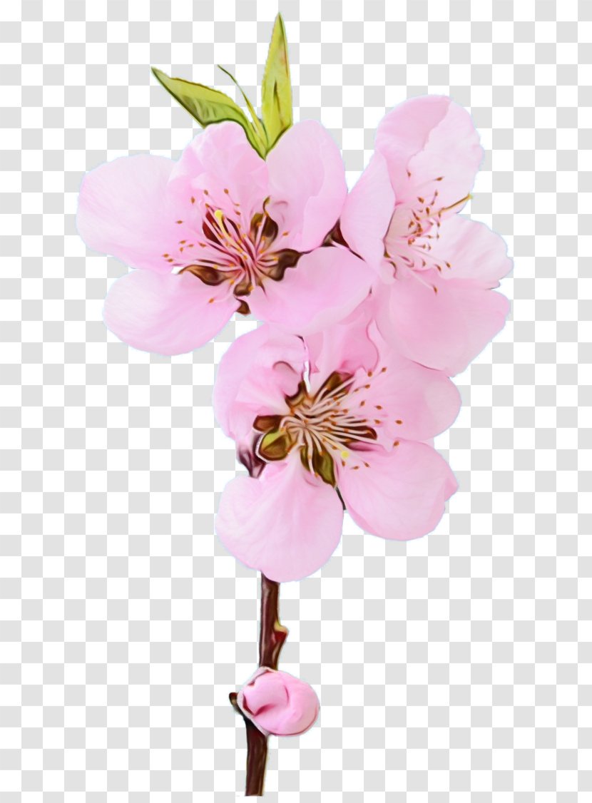 Watercolor Pink Flowers - Peach - Plant Stem Prunus Transparent PNG