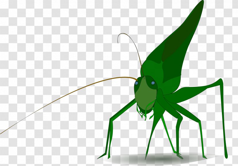 Insect Grasshopper Clip Art - Leaf Transparent PNG