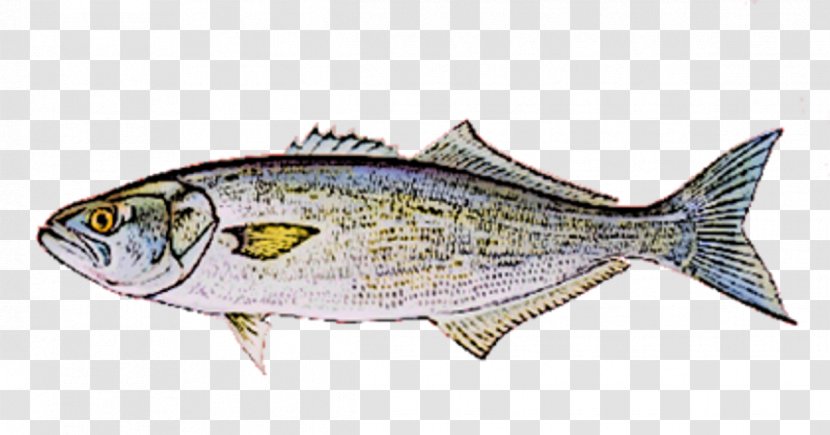 Sardine Fish Products Mackerel Oily Thunnus Transparent PNG