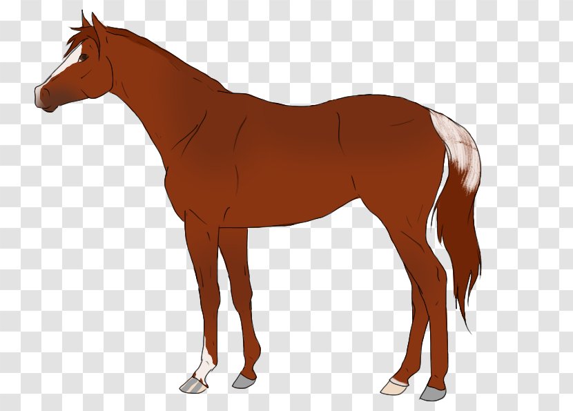 Horse Blanket Cob Pintabian Equestrian Stallion - Mare - Secretary Transparent PNG