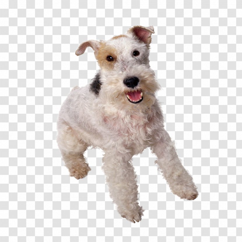 Wire Hair Fox Terrier Yorkshire Smooth Toy Border - Miniature Schnauzer - Dogs Transparent PNG