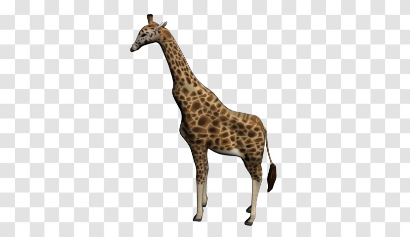 Reticulated Giraffe Northern West African 3D Modeling - 3d - Mammal Transparent PNG