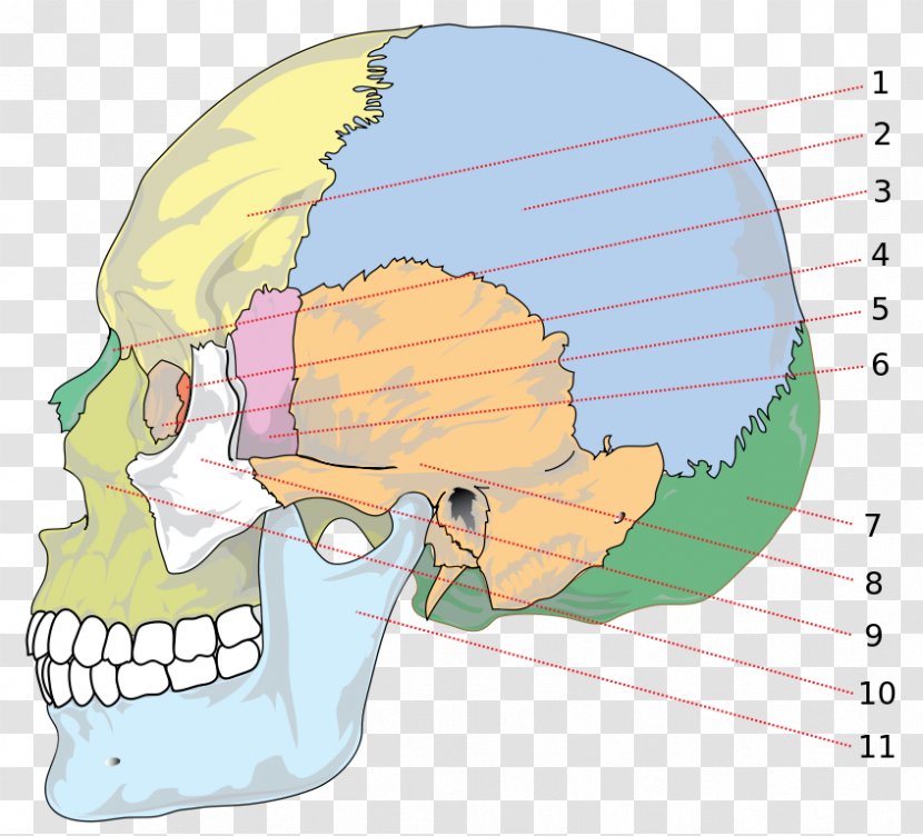 Human Skull Neurocranium Parietal Bone - Flower - Bones Transparent PNG