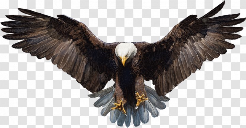 Bald Eagle White-tailed - Bird Of Prey Transparent PNG