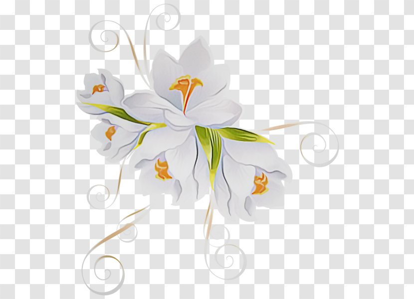 Flowering Plant White Flower Lily - Petal - Pedicel Transparent PNG