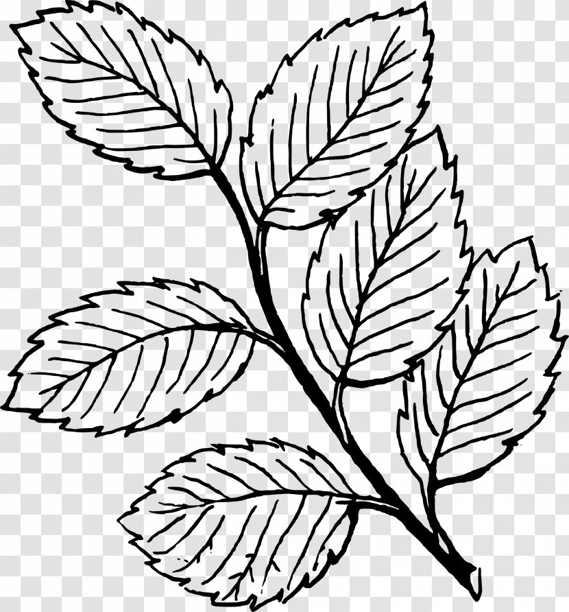 Look At Leaves Autumn Leaf Color Black And White Clip Art - Elm Cliparts Transparent PNG