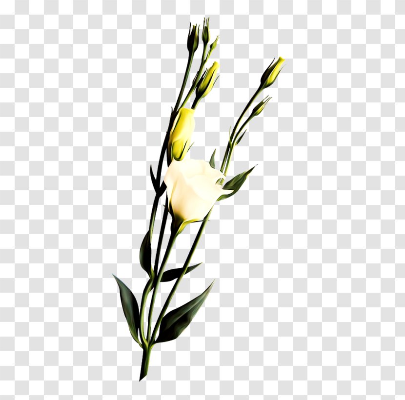 Flower Icon - Floristry - White Rose Branch Transparent PNG
