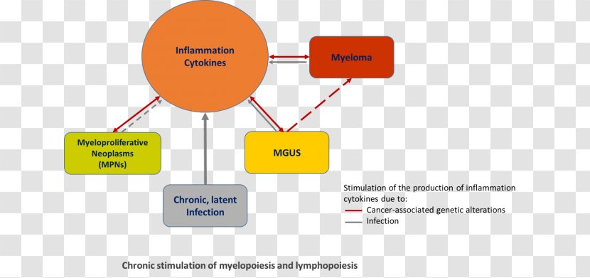 Myeloproliferative Neoplasm Tumors Of The Hematopoietic And Lymphoid Tissues Chronic Condition Inflammation Health - Communication Transparent PNG
