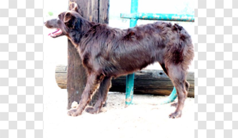 Dog Breed Australian Shepherd Puppy Rare (dog) - Blood Transparent PNG