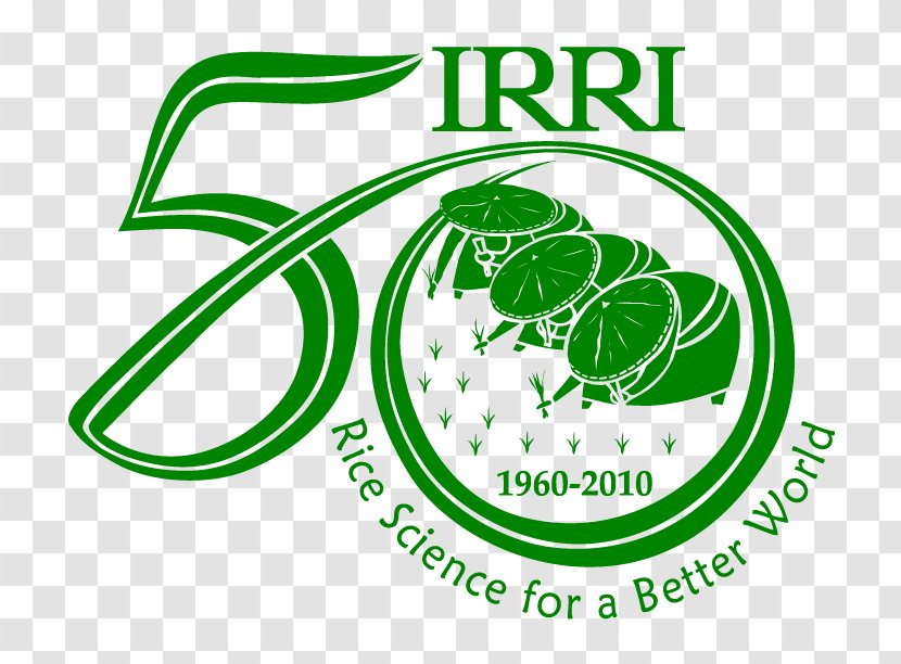 International Rice Research Institute Oryza Sativa Los Baños Transparent PNG