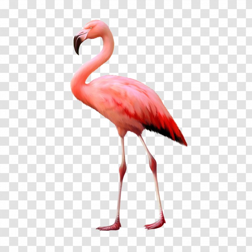 Stock Photography Flamingo Image Illustration Transparent PNG