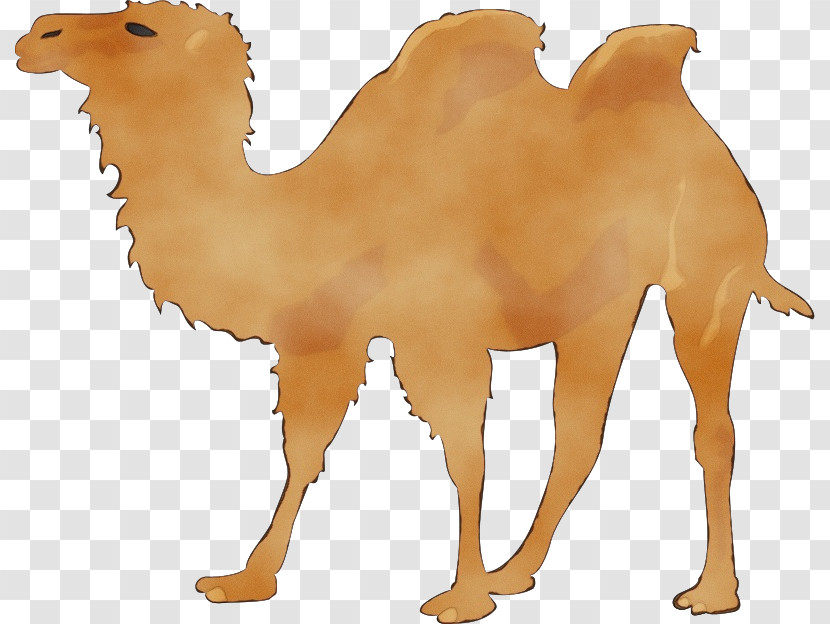 Openclipart Silhouette Transparency Dromedary Drawing Transparent PNG