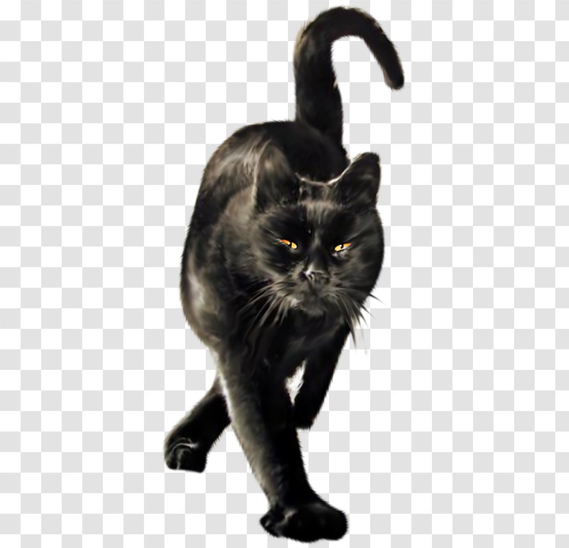 Black Cat Wildcat Domestic Short-haired Le Chat Noir - Paw Transparent PNG