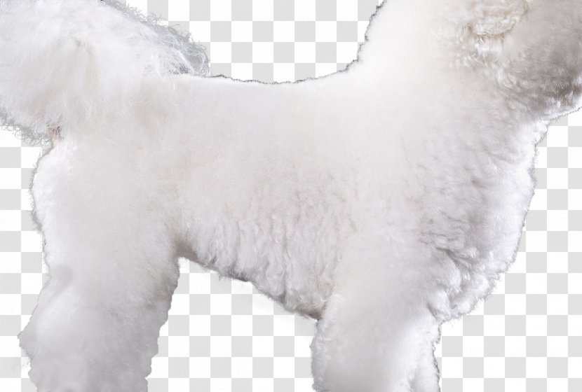 Maltese Dog Bichon Frise Standard Poodle Miniature - Non Sporting Group - The Body Of A Taller Transparent PNG