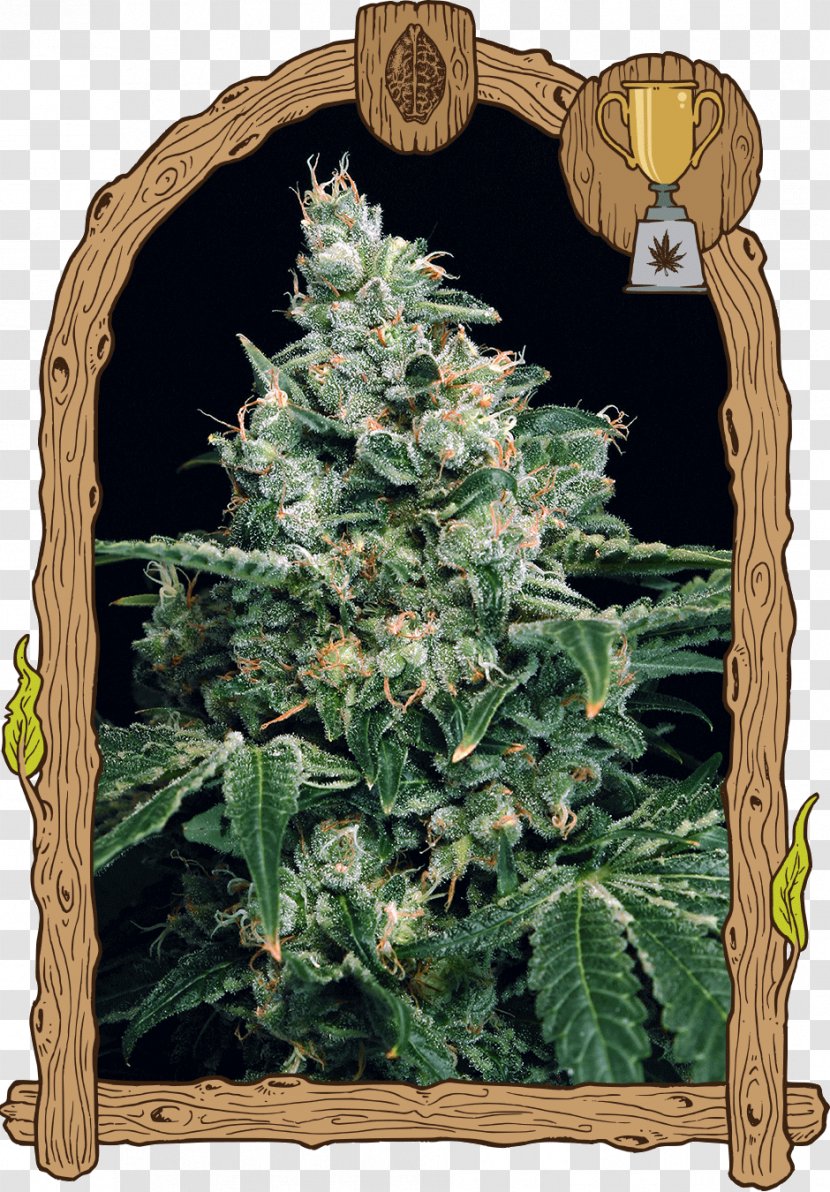 Autoflowering Cannabis Haze Seed Bank Sativa - Skunk Transparent PNG