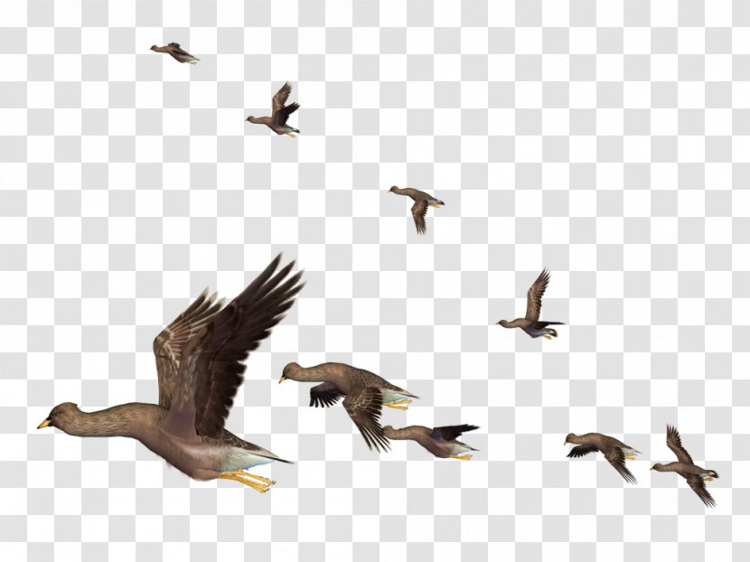 Bird Flight - Wildlife Transparent PNG