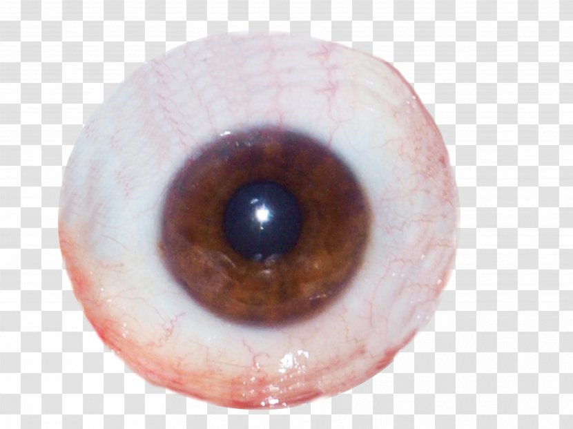 Iris Ocular Prosthesis Human Eye Optician - Cartoon Transparent PNG