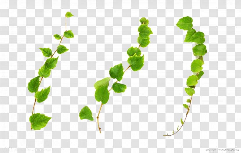Common Ivy Vine Plant Stock Photography - Vines Are Available For Free Download Transparent PNG