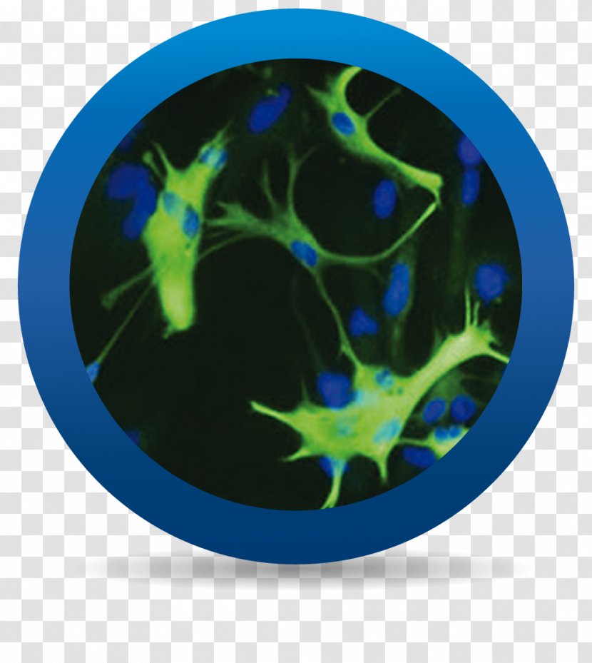 Astrocyte Neuron Cell Neuroglia Central Nervous System - Neurons Transparent PNG