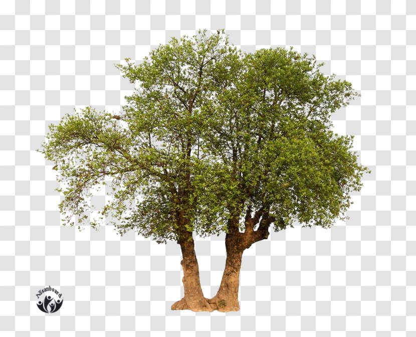 Branch Oak Advertising Tree Transparent PNG