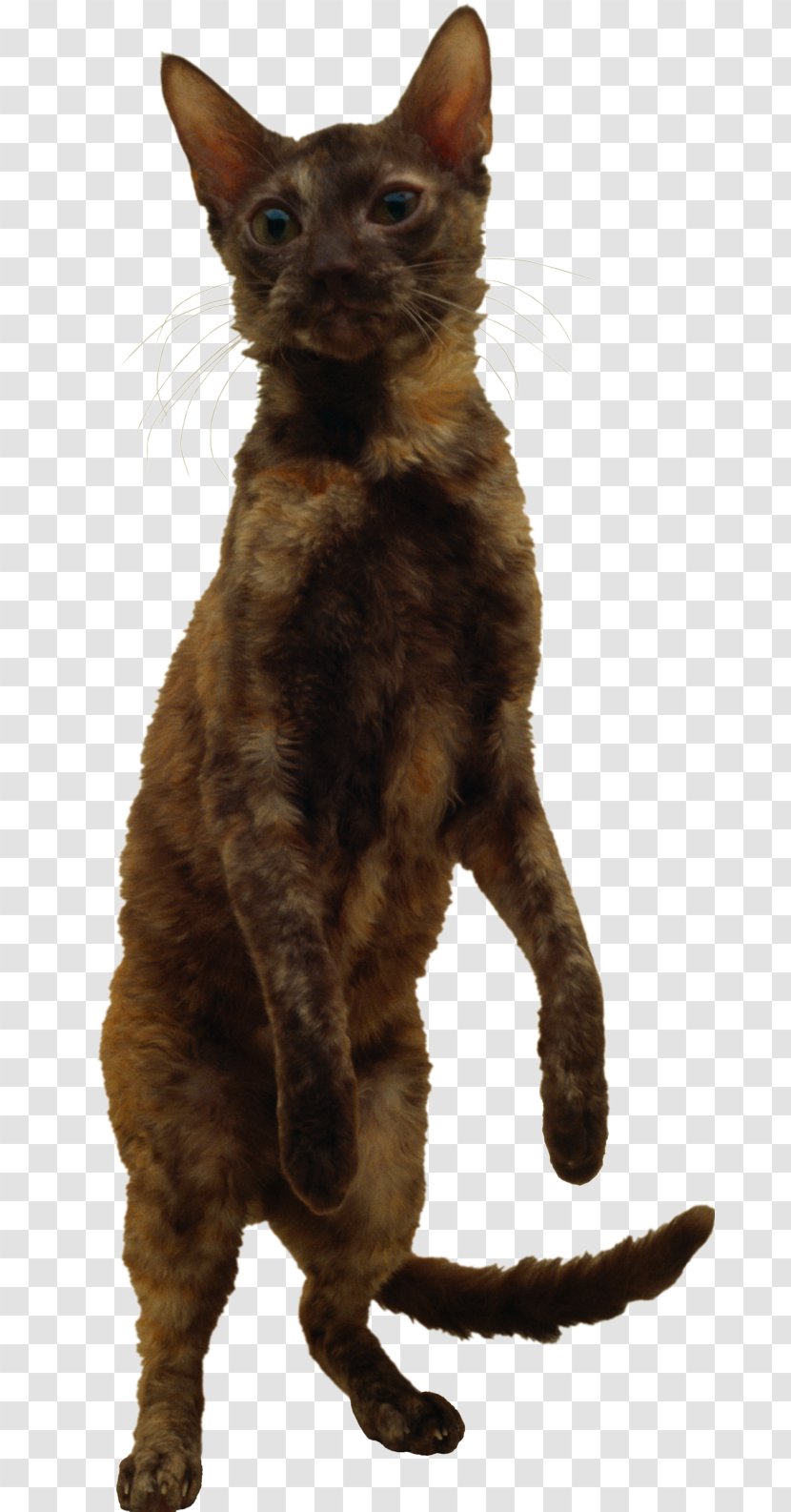 German Rex Devon Havana Brown Cornish Felidae - Domestic Short Haired Cat - Cats Transparent PNG