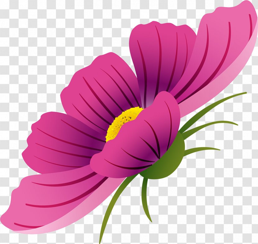 Flower Drawing Watercolor Painting - Flowering Plant - Cosmos Transparent PNG
