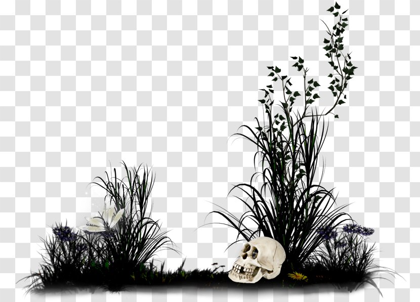Desktop Wallpaper Flower - Grass Family - Fright Transparent PNG