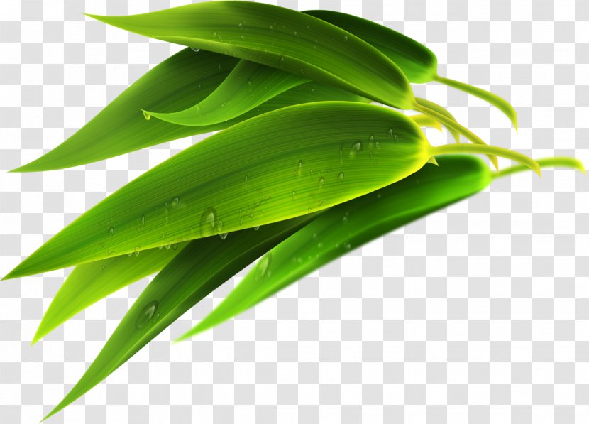 Zongzi Leaf Bamboo U7aefu5348 - Dragon Boat Festival Transparent PNG