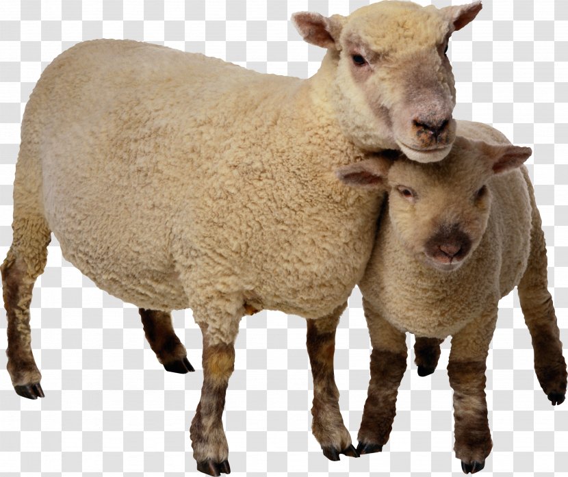 Sheep Goat Cattle Clip Art Transparent PNG