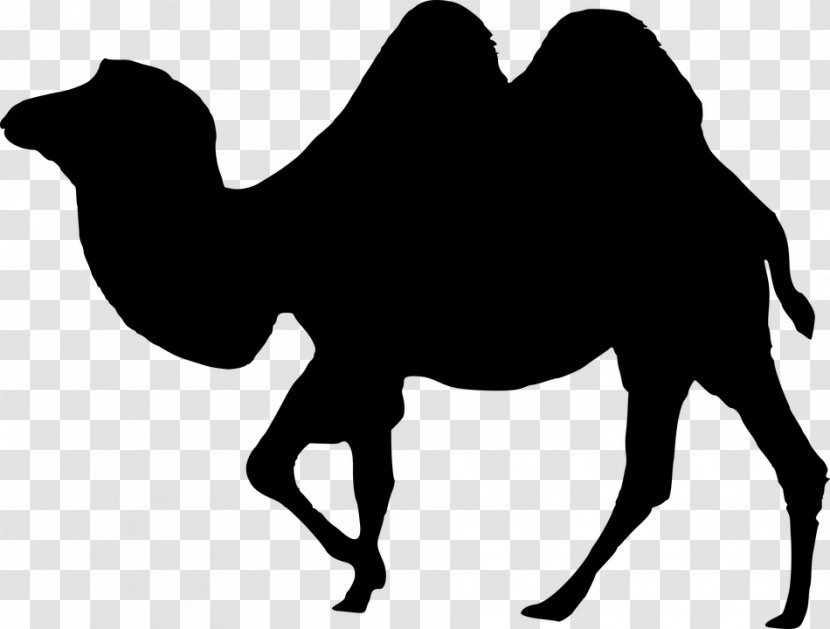 Camel Vector Graphics Rajasthan Clip Art - Wildlife - B2 Silhouette Transparent PNG