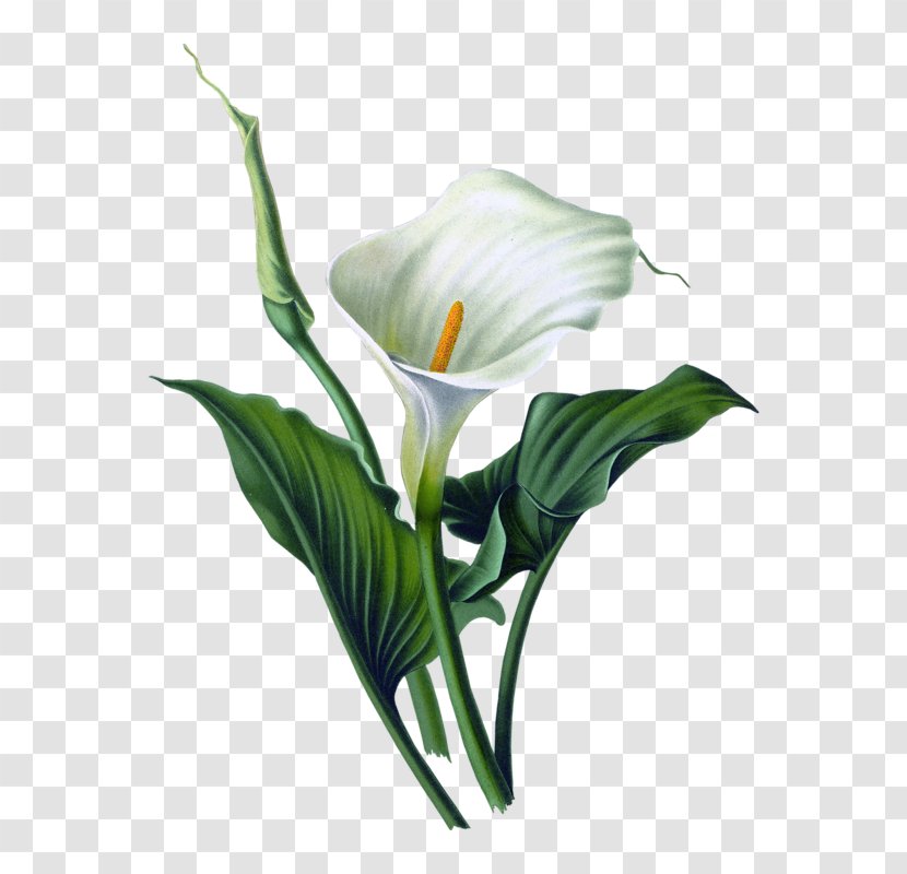 Arum-lily Lilium Art Watercolor Painting - Plant Stem - Flower Transparent PNG